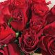 fresh red roses