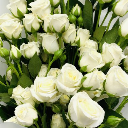 white baby roses buy in qatar