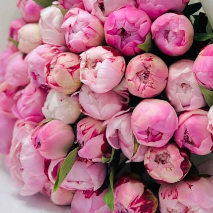 Luxury 50 Pink Peony Bouquet with Premium Wrapping | Fresh Peony Flowers Delivery in Doha Qatar