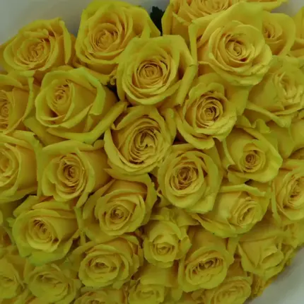 50 yellow rose bouquet in Qatar – luxury yellow roses flower arrangement