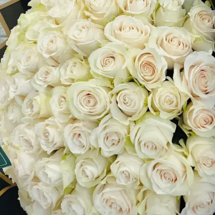 100 white roses bouquet in elegant luxury wrapping for flower delivery in Qatar