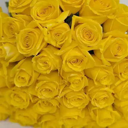 50 yellow roses bouquet in Doha Qatar – luxury yellow rose flower bouquet