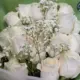 20 fresh white roses bouquet with elegant wrapping for flower delivery in Qatar